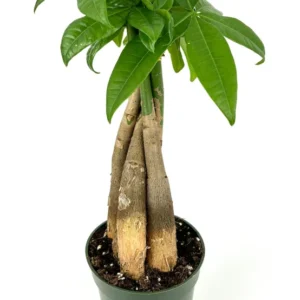Braided Pachira Aquatica Money Tree Houseplant - 4 inch Pot - Indoor Plant