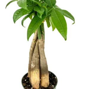 Braided Pachira Aquatica Money Tree Houseplant - 4 inch Pot - Indoor Plant