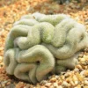 Brain Cactus Mammillaria Elongata Cristata - 4 inch Potted Succulent