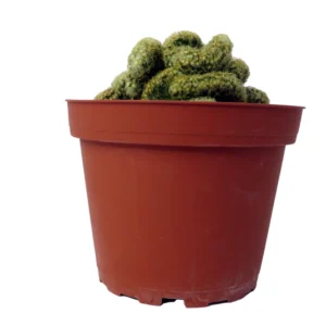 Brain Cactus Mammillaria Elongata Cristata - 4 inch Potted Succulent