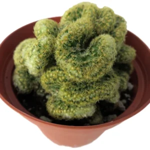 Brain Cactus Mammillaria Elongata Cristata - 4 inch Potted Succulent