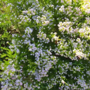 Breath of Heaven Confetti Tree - 2.5