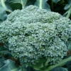 Broccoli Plant - Premium Crop - 4" Pot - Heavy Yields Vegetable Plant
