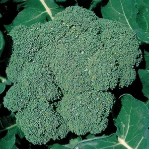 Broccoli Plant - Premium Crop - 4" Pot - Heavy Yields Vegetable Plant