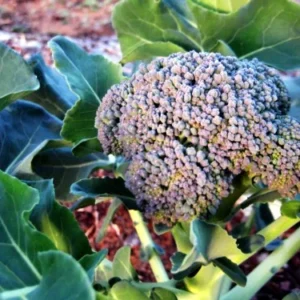 Broccoli Plant - Premium Crop - 4