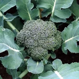 Broccoli Plant - Premium Crop - 4