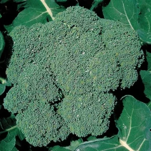 Broccoli Plant - Premium Crop Vegetable Plant - 2.5 inch Pot - Heavy Yields and Great Taste
