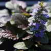 Bronze Beauty Ajuga Live Plant - Carpet Bugle Groundcover - 2.5 Inch Pot