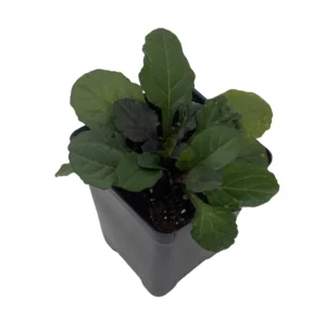 Bronze Beauty Ajuga Live Plant - Carpet Bugle Groundcover - 2.5 Inch Pot