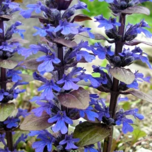 Bronze Beauty Ajuga Live Plant - Carpet Bugle Groundcover - 2.5 Inch Pot