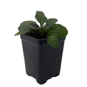 Bronze Beauty Ajuga Live Plant - Carpet Bugle Groundcover - 2.5 Inch Pot