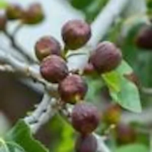 Brown Turkey Fig Tree - Ficus Carica Starter Plant - Fruiting Perennial Fig Tree