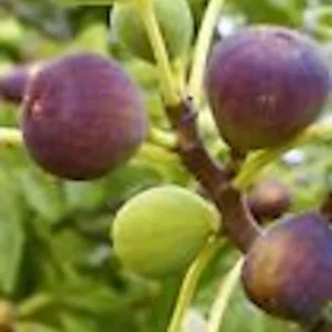 Brown Turkey Fig Tree - Ficus Carica Starter Plant - Fruiting Perennial Fig Tree