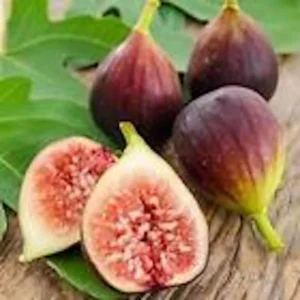 Brown Turkey Fig Tree - Ficus Carica Starter Plant - Fruiting Perennial Fig Tree