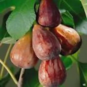 Brown Turkey Fig Tree - Ficus Carica Starter Plant - Fruiting Perennial Fig Tree