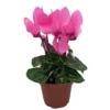 Bubblegum Pink Persian Violet Cyclamen - 2.5" Potted House Plant