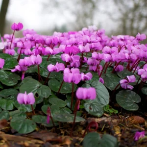Bubblegum Pink Persian Violet Cyclamen - 2.5