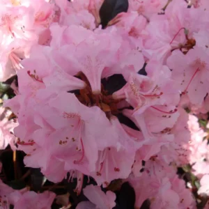 Bubblegum Rhododendron Plant - 4 Inch Pot - Bubblegum Pink Blooms