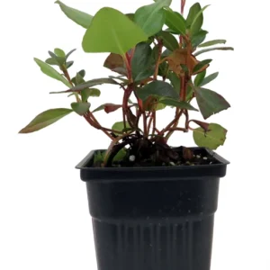 Bubblegum Rhododendron Plant - 4 Inch Pot - Bubblegum Pink Blooms