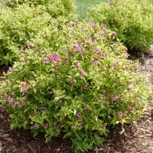 Bubbly Wine Weigela Florida Plant - 4 inch Pot - Pink Flowers