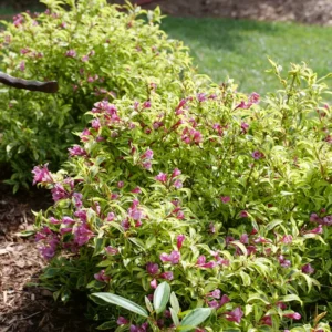 Bubbly Wine Weigela Florida Plant - 4 inch Pot - Pink Flowers