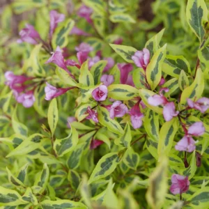 Bubbly Wine Weigela Florida Plant - 4 inch Pot - Pink Flowers