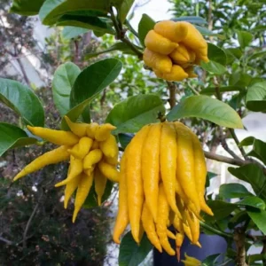 Buddha's Hand Citrus Tree - 5 Inch Pot - Exotic Fruit Tree