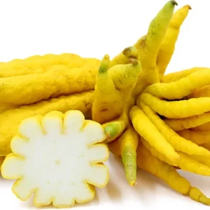 Buddha's Hand Citrus Tree - 5 Inch Pot - Exotic Fruit Tree
