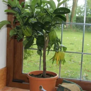 Buddha's Hand Citrus Tree - 5 Inch Pot - Exotic Fruit Tree