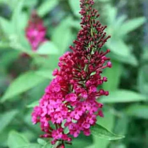 Buddleia Miss Molly Butterfly Bush 4-inch Pot Sangria Red Blooms