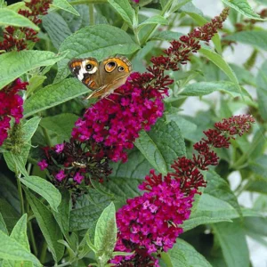 Buddleia Miss Molly Butterfly Bush 4-inch Pot Sangria Red Blooms