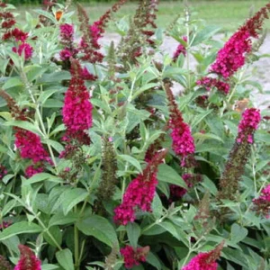 Buddleia Miss Molly Butterfly Bush 4-inch Pot Sangria Red Blooms