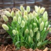Bunny Tails Ornamental Grass 4 inch Pot - Lagurus ovatus Decorative Garden Plant