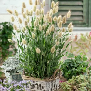 Bunny Tails Ornamental Grass 4 inch Pot - Lagurus ovatus Decorative Garden Plant