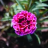 Burgundy Dianthus Flower Plant - 2.5 inch Pot - Deep Burgundy Pink Edges