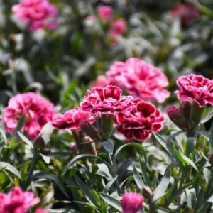 Burgundy Dianthus Flower Plant - 2.5 inch Pot - Deep Burgundy Pink Edges