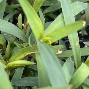 Burgundy Dianthus Flower Plant - 2.5 inch Pot - Deep Burgundy Pink Edges