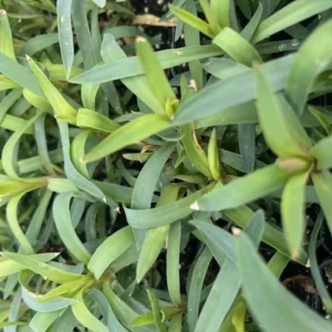 Burgundy Dianthus Flower Plant - 2.5 inch Pot - Deep Burgundy Pink Edges
