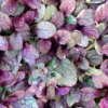 Burgundy Glow Ajuga 48 Plants - Carpet Bugle Ground Cover - Hardy 1 3/4" Pots