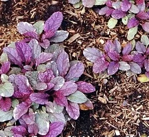 Burgundy Glow Ajuga 48 Plants - Carpet Bugle Ground Cover - Hardy 1 3/4" Pots