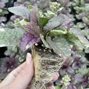 Burgundy Glow Ajuga 48 Plants - Carpet Bugle Ground Cover - Hardy 1 3/4
