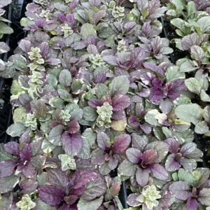 Burgundy Glow Ajuga 48 Plants - Carpet Bugle Ground Cover - Hardy 1 3/4