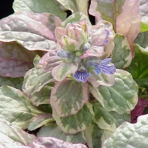 Burgundy Glow Ajuga 48 Plants - Carpet Bugle Ground Cover - Hardy 1 3/4