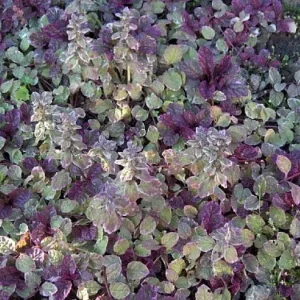Burgundy Glow Ajuga 48 Plants - Carpet Bugle Ground Cover - Hardy 1 3/4