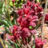 Burgundy Kangaroo Paw Live Plants - Australian Native Flower Plant - 1 Gallon Pot - Exotic Blooms