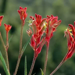 Burgundy Kangaroo Paw Live Plants - Australian Native Flower Plant - 1 Gallon Pot - Exotic Blooms