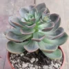 Burgundy Pearl Desert Rose Succulent Echeveria - 2.5 inch Pot - Unique Succulent