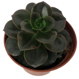 Burgundy Pearl Desert Rose Succulent Echeveria - 2.5 inch Pot - Unique Succulent