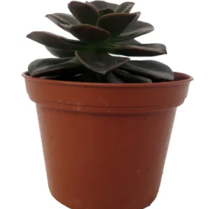 Burgundy Pearl Desert Rose Succulent Echeveria - 2.5 inch Pot - Unique Succulent