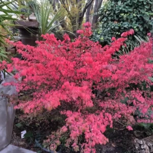 Burning Bush Cuttings - 10 Rooted Dwarf Shrubs for Outdoor Planting
